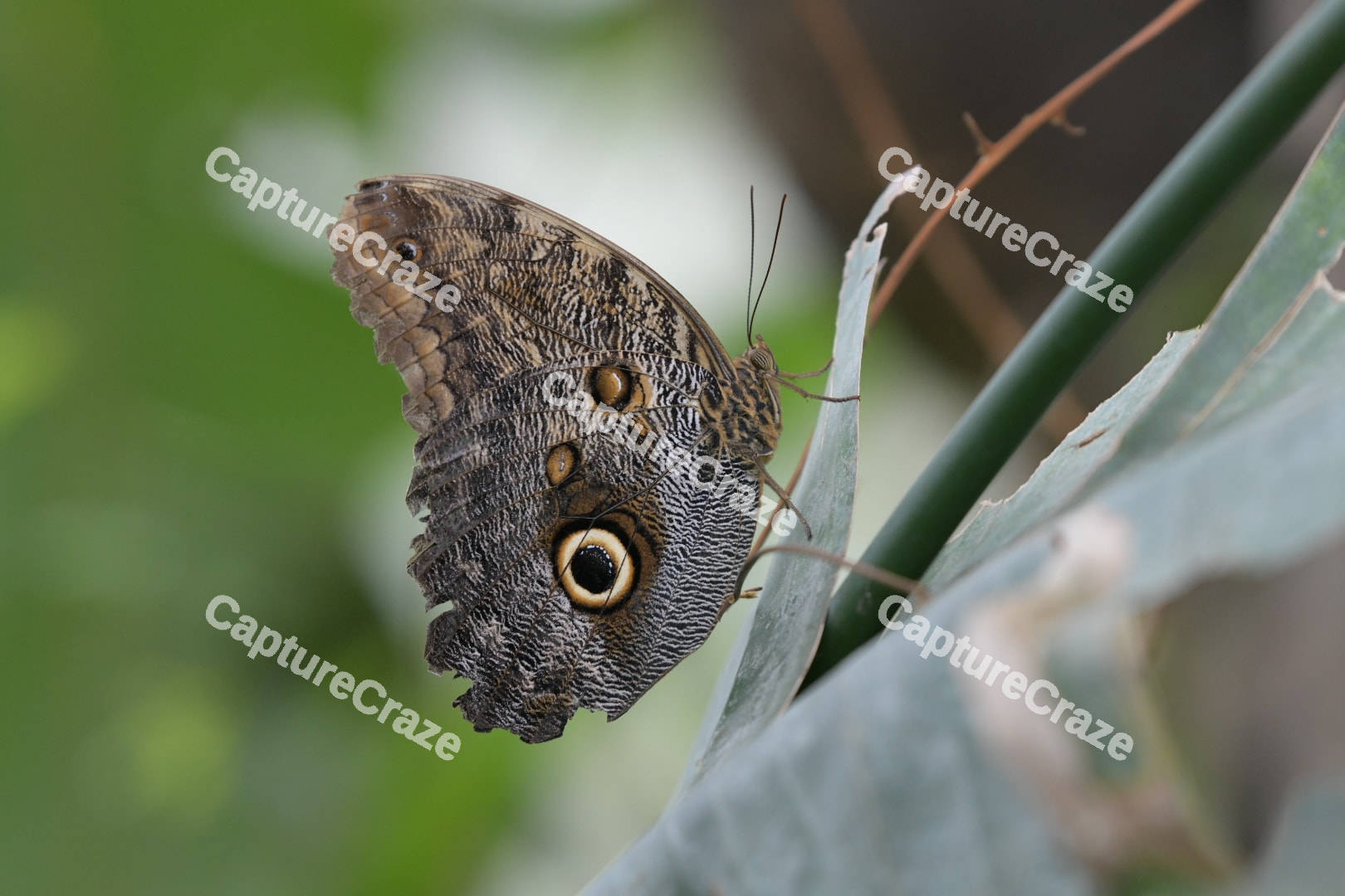 Owl Butterfly